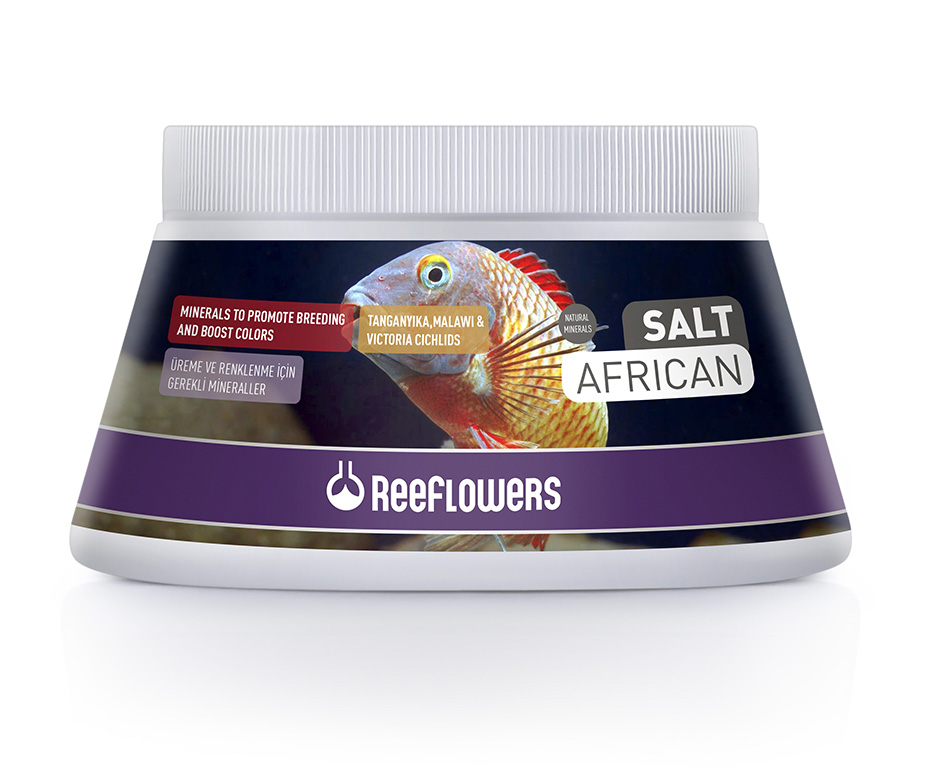 SaltAfrican