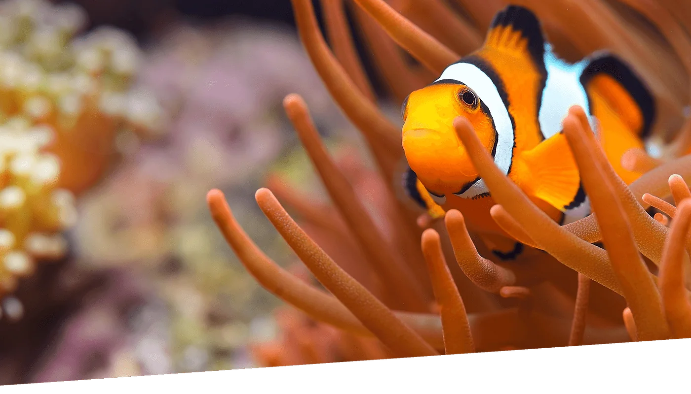 Peixe-palhaço entre corais em um aquário marinho